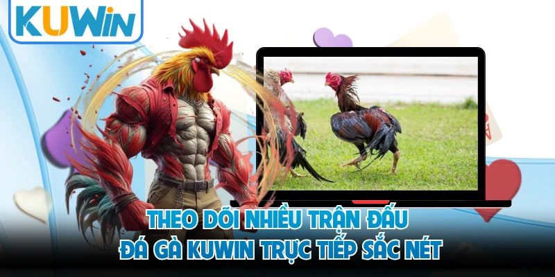 Theo dõi nhiều trận đấu đá gà KUWIN trực tiếp sắc nét